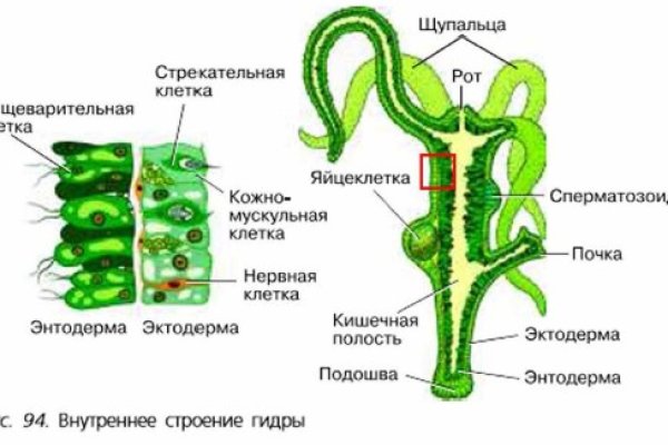 Войти на кракен